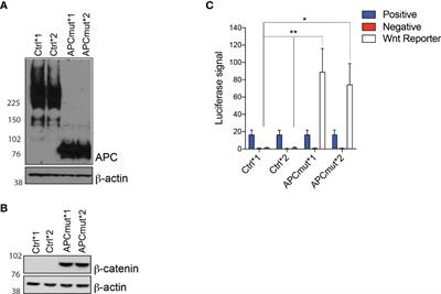 Statin Treatment as a Targeted Therapy for APC-Mutated Colorectal Cancer